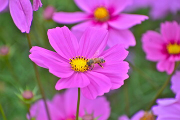 Obraz premium コスモス 広島 備北丘陵公園 国営備北丘陵公園 