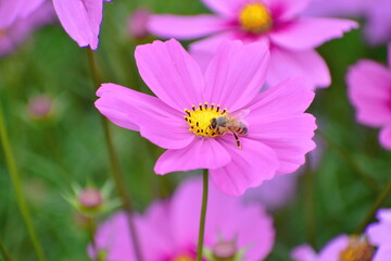 Obraz premium コスモス 広島 備北丘陵公園 国営備北丘陵公園 