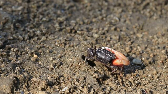 Close up Fiddler crab in mangrove forest 