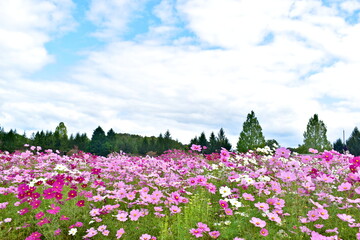 コスモス　広島　備北丘陵公園　国営備北丘陵公園
