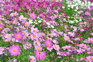 コスモス　広島　備北丘陵公園　国営備北丘陵公園

