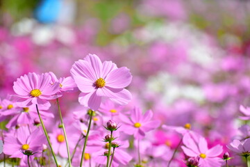 コスモス　広島　備北丘陵公園　国営備北丘陵公園
