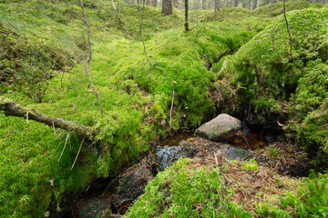Small stream in a mossy coniferous forest in Sweden