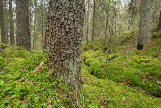 Fir tree and cone in untouched coniferous forest in Sweden