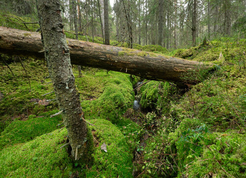 Decaying fir tree laying over a small stream in a natural untouched forest in Sweden