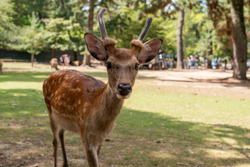Venado caminando sobre parque verde de Nara en Japon. 