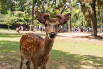 Venado caminando sobre parque verde de Nara en Japon. 