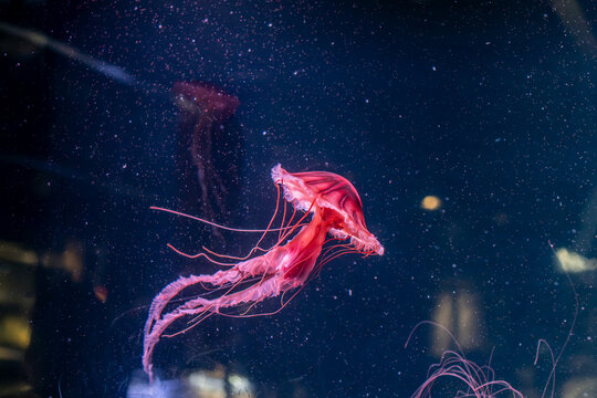 Medusa roja en exhibición de acuario.