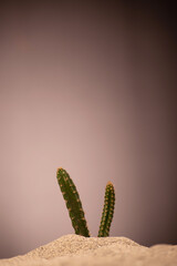 Small cactus plant growing in sand