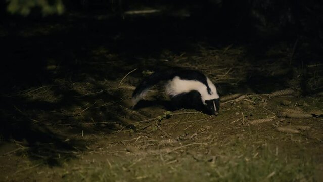 Skunk foraging in forest at night