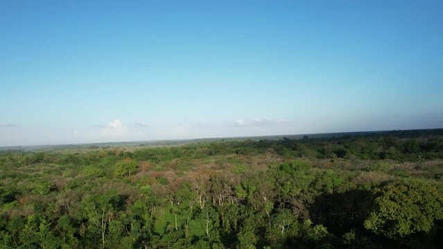 The heart of the Amazon Rainforest - flying over the canopy