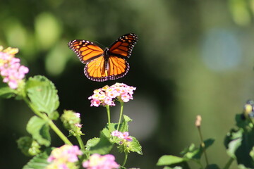 Monarch butterfly flying above flowers