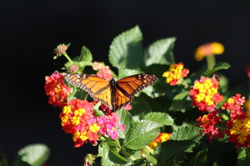 Monarch butterfly on colorful flowers