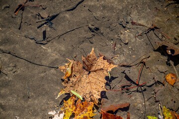 autumn