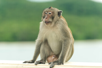 Monkey sitting and eating food
