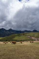 Cattle and sheep foraging in the closed weather of dark clouds