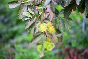 Rambutan in the garden, rambutan on the tree, green rambutan growing on the tree. Sweet fruit. 