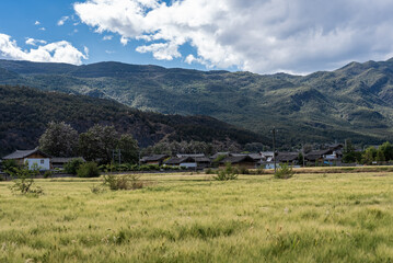 Naklejka premium Wheat Fields Planted in Beautiful New Countryside