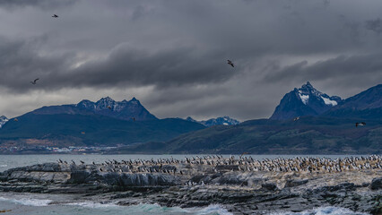Many cormorants have settled on a rocky island in the Beagle Channel. Several birds are flying. The waves are beating against the cliffs. A picturesque mountain range against a cloudy sky.  Argentina