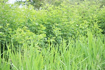 green grass background