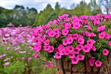 コスモス　広島　備北丘陵公園　国営備北丘陵公園
