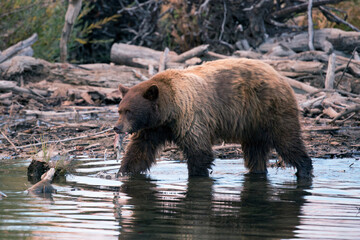 Large bear with salmon in its mouth walking in shallow river
