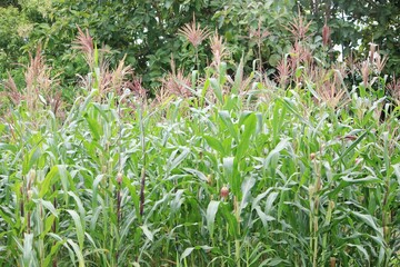 cornfield corn plants