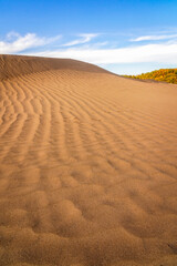 Desert landscape with sand dunes and autumn foliage trees.
