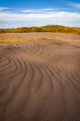 Desert landscape with sand dunes and autumn foliage trees.