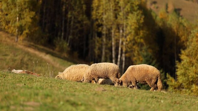 Sheep flock on a mountain hill. 4K video with sheep eating grass in autumn fall landscape. Farming animals industry.