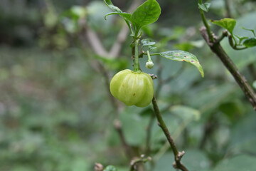 A green chili fruit hangs on one of a hottest variety's chili plant with a flower bud