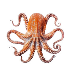 Obraz premium octupus isolated on transparent background