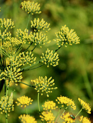 dill pflanze im garten