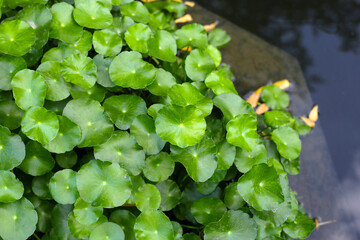 Gotu kola, Asiatic pennywort, Indian pennywort. Water plant in the pond