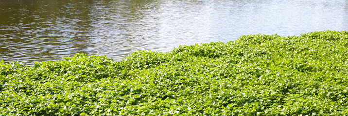 Gotu kola, Asiatic pennywort, Indian pennywort. Water plant in the pond