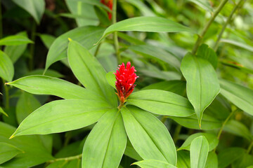 Indian head ginger, Costus speciosus