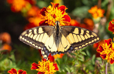 Close-up of a butterfly on an orange flower in nature