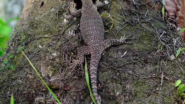 Asian water monitor lizard with dotted patern on skin on tree trunk.