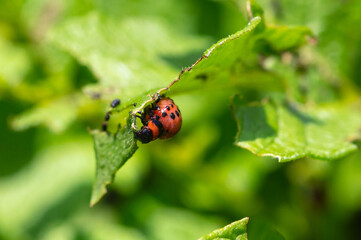 Fototapeta premium Colorado beetle on potato leaves. Nature
