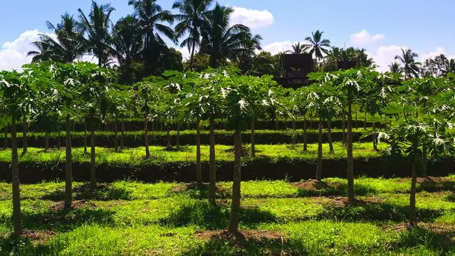 Saplings of papaya trees in tropical agricultural plantation in Bali.