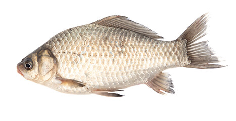 Crucian fish isolated white background