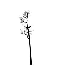 Dead tree isolated with white background.