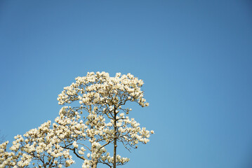 見頃を迎えたハクモクレン