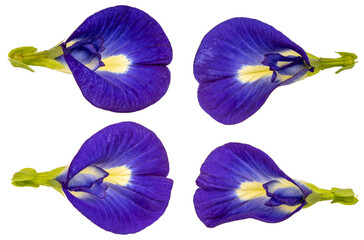 Butterfly pea or Asian Pigeonwing. Blue pea isolate on white background with clippingpath PNG File.