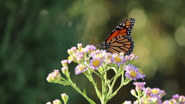 monarch butterfly on purple and yellow flowers