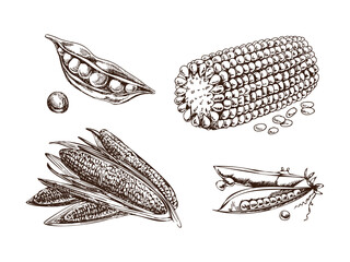 A hand-drawn set of green peas and corn cobs in sketch style. Vector  vegetables. Vintage doodle illustration. Sketch for cafe menus and labels. The engraved image. Harvesting.