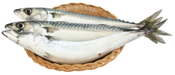 Atlantic mackerel fish - obrazy, fototapety, plakaty