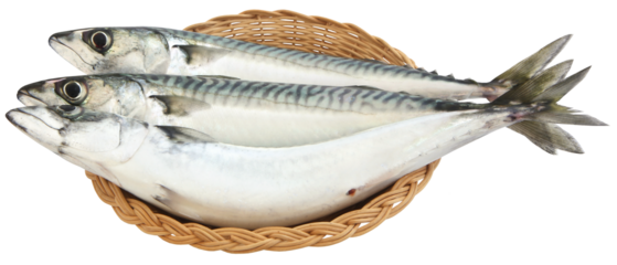 Atlantic mackerel fish