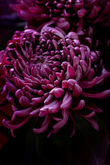 Close-up of a purple chrysanthemum. Purple flower. Background and texture of purple flowers. Place for text
