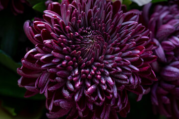 Close-up of a purple chrysanthemum. Purple flower. Background and texture of purple flowers. Place for text
